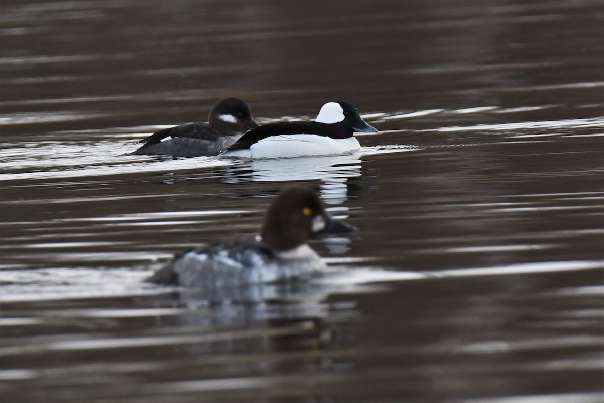 Bufflehead - ML444095641