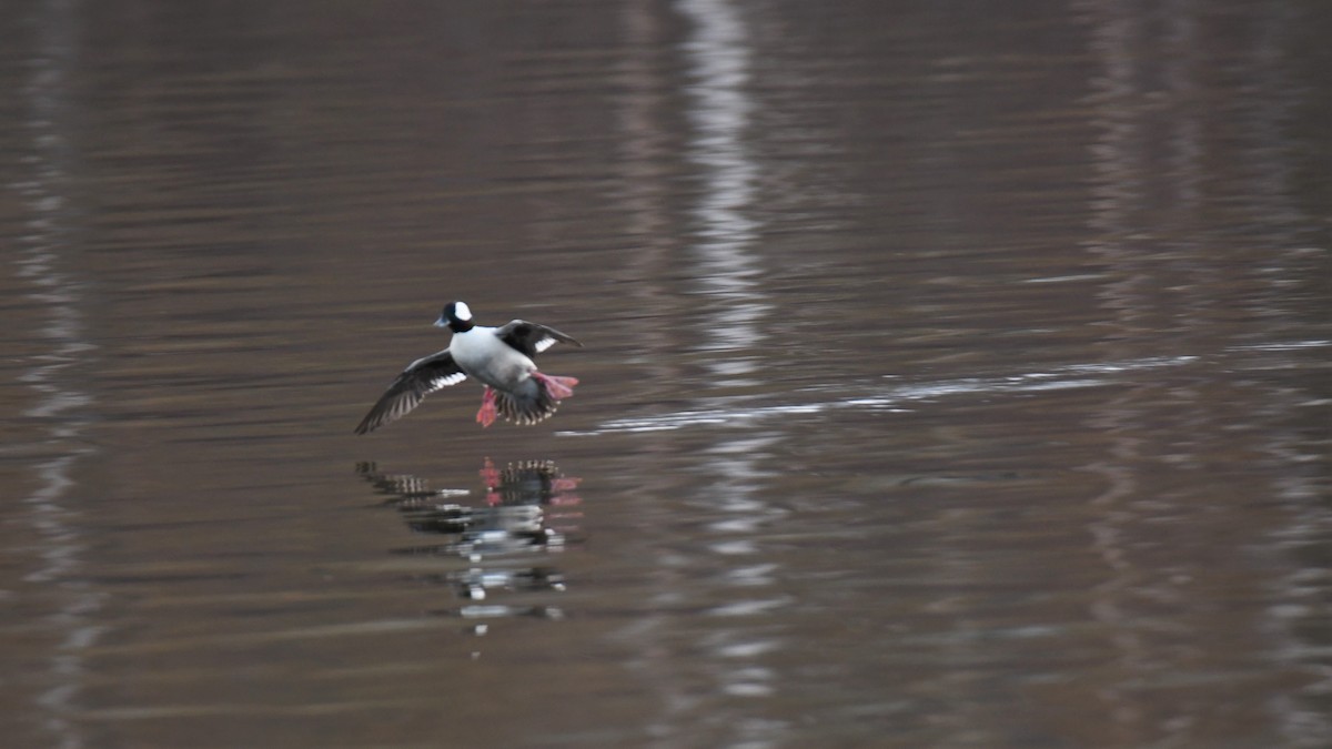 Bufflehead - ML444095711