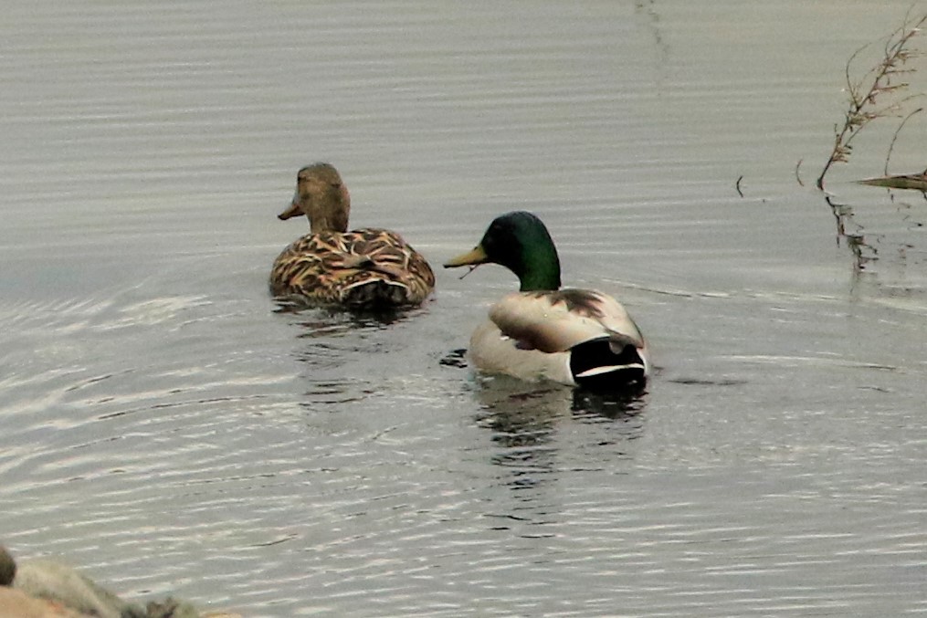 Mallard - Janice Miller