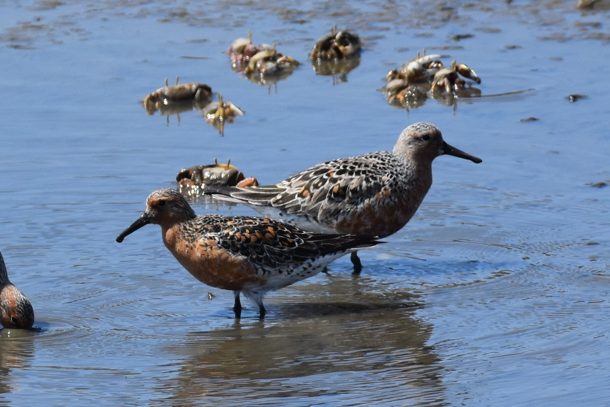 Red Knot - ML444097281
