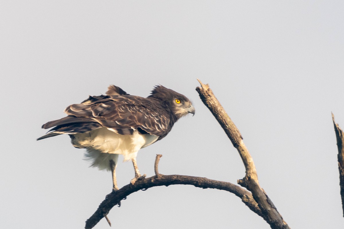 Black-chested Snake-Eagle - ML444097481