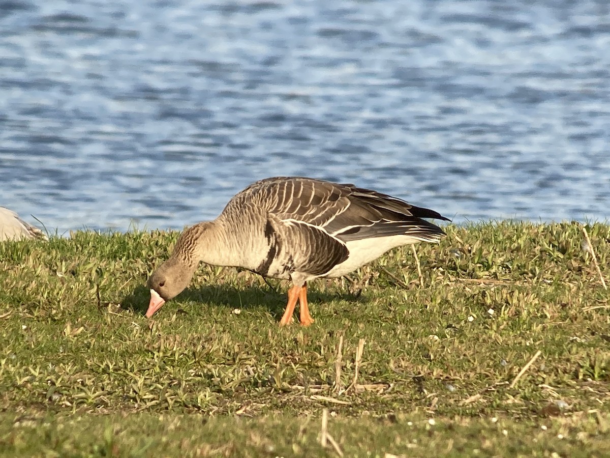 Greater White-fronted Goose - ML444098161