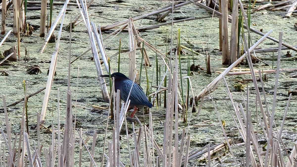 Green Heron - ML444099051