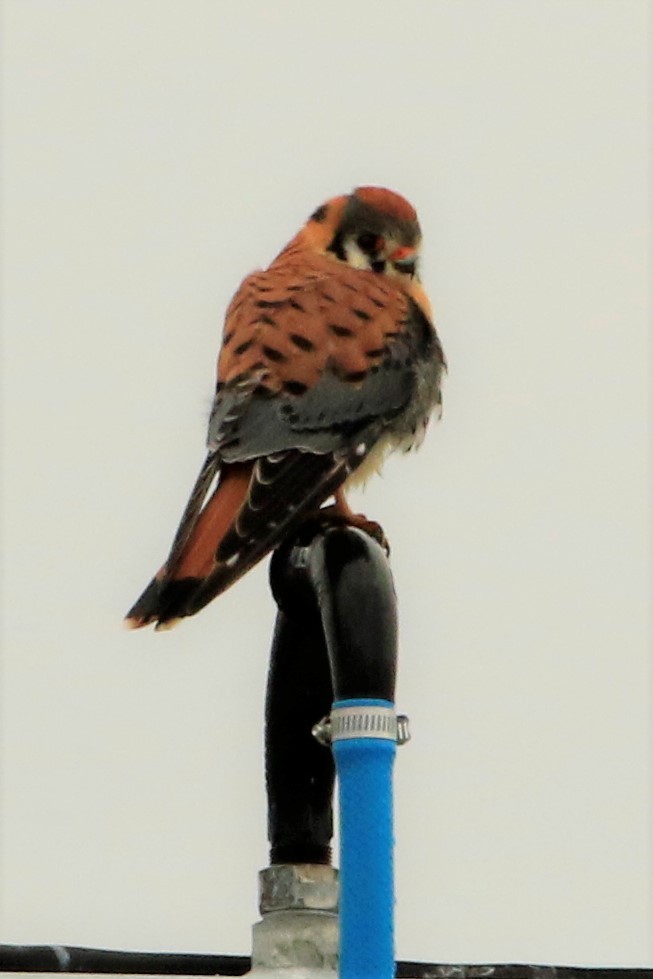 American Kestrel - ML444099911