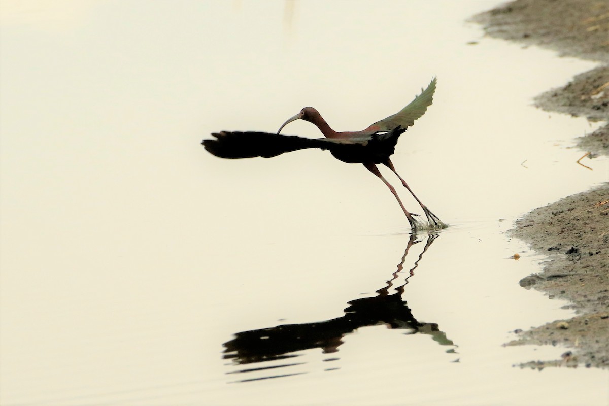 White-faced Ibis - ML444100111