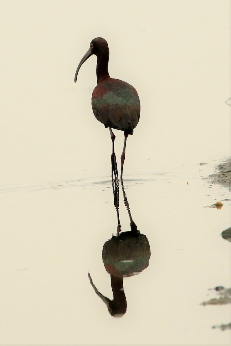 ibis americký - ML444100121