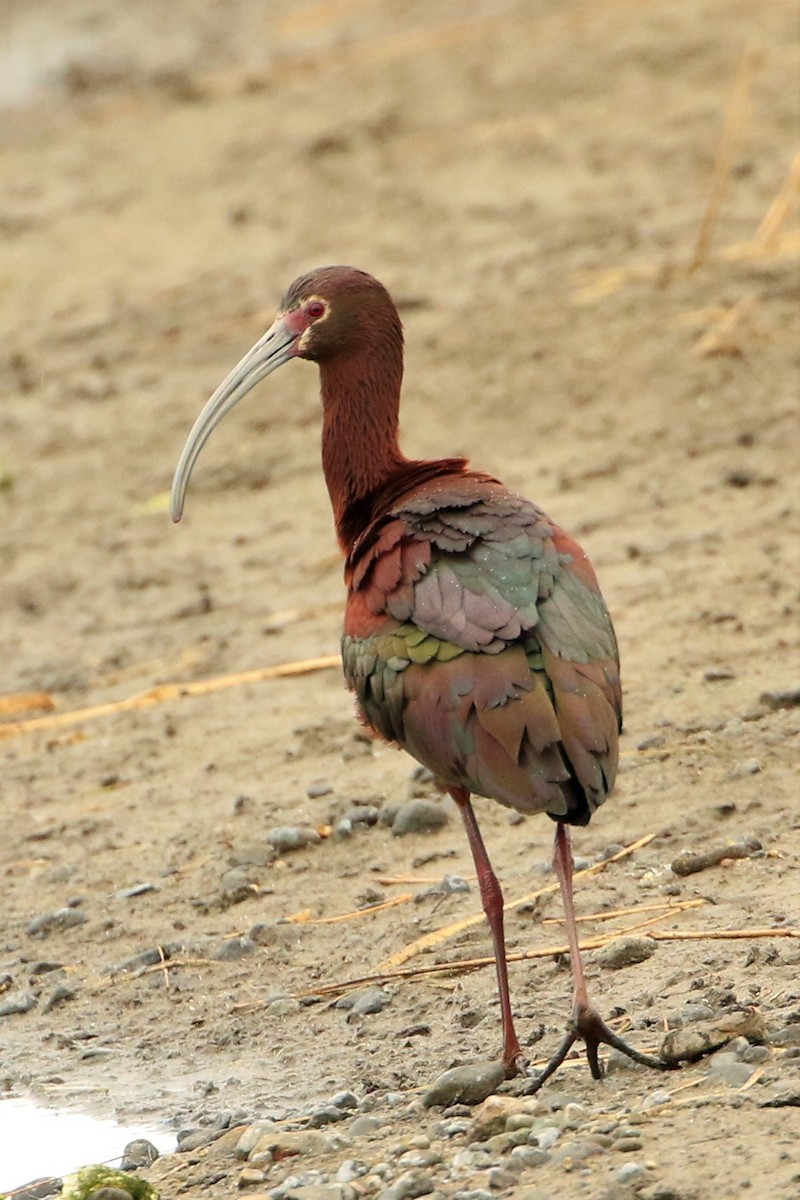 ibis americký - ML444100131