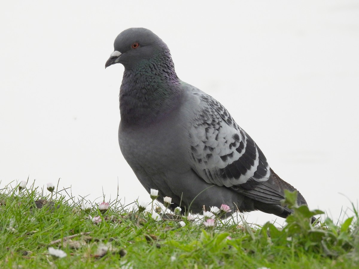 Rock Pigeon (Feral Pigeon) - Yufeng Zhang