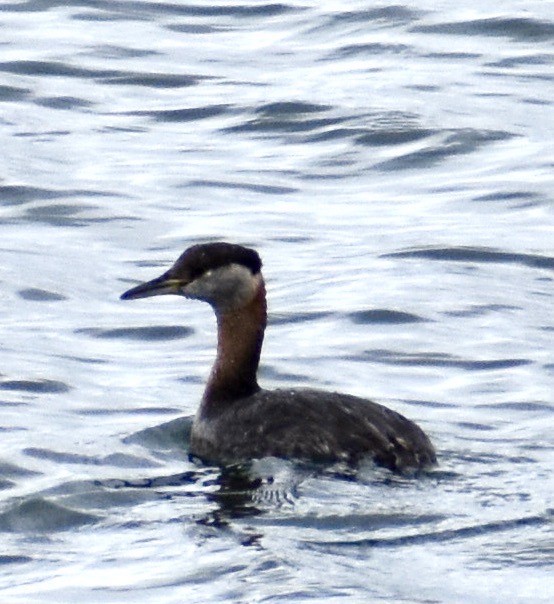 Red-necked Grebe - ML444100911