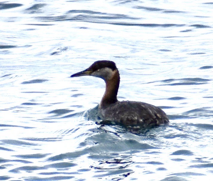 Red-necked Grebe - ML444100921