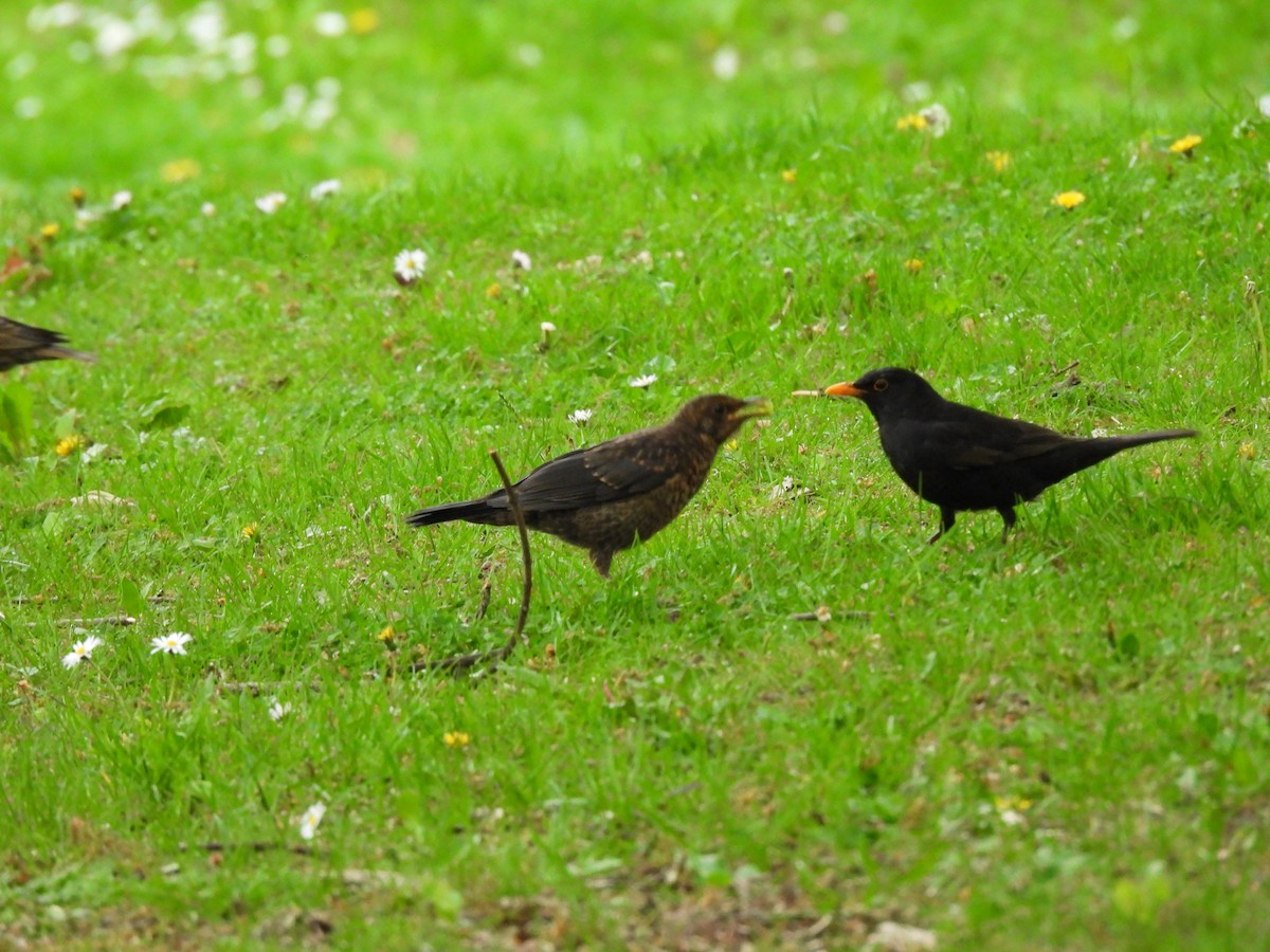 Eurasian Blackbird - Yufeng Zhang