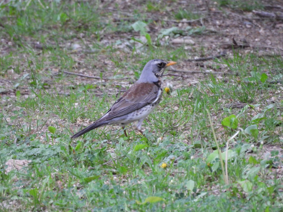 Fieldfare - Yufeng Zhang