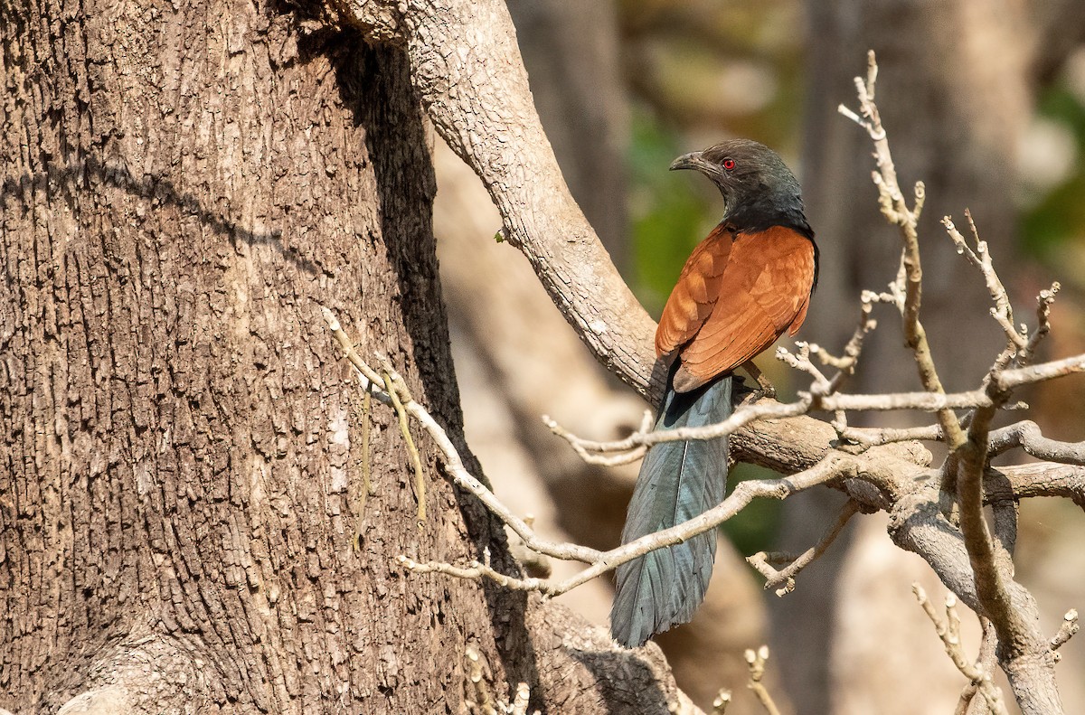 Greater Coucal - ML444102601