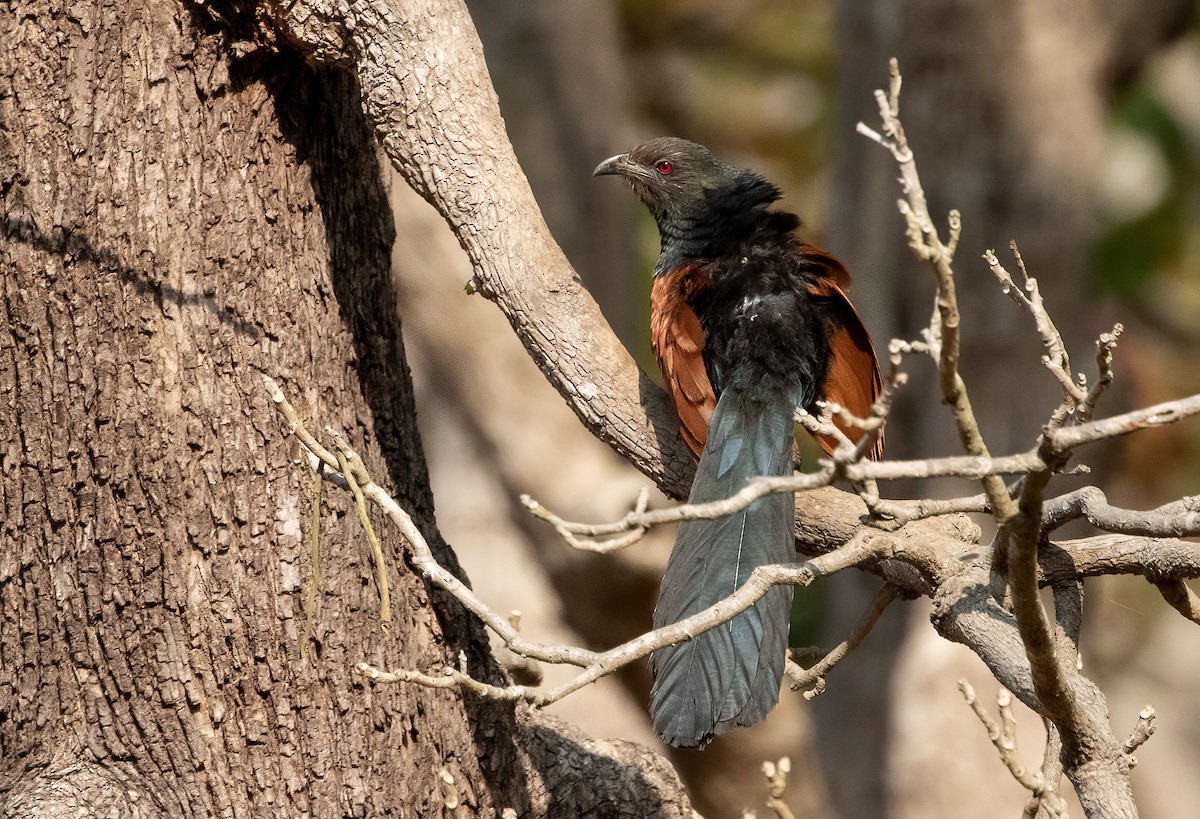 Greater Coucal - ML444102961