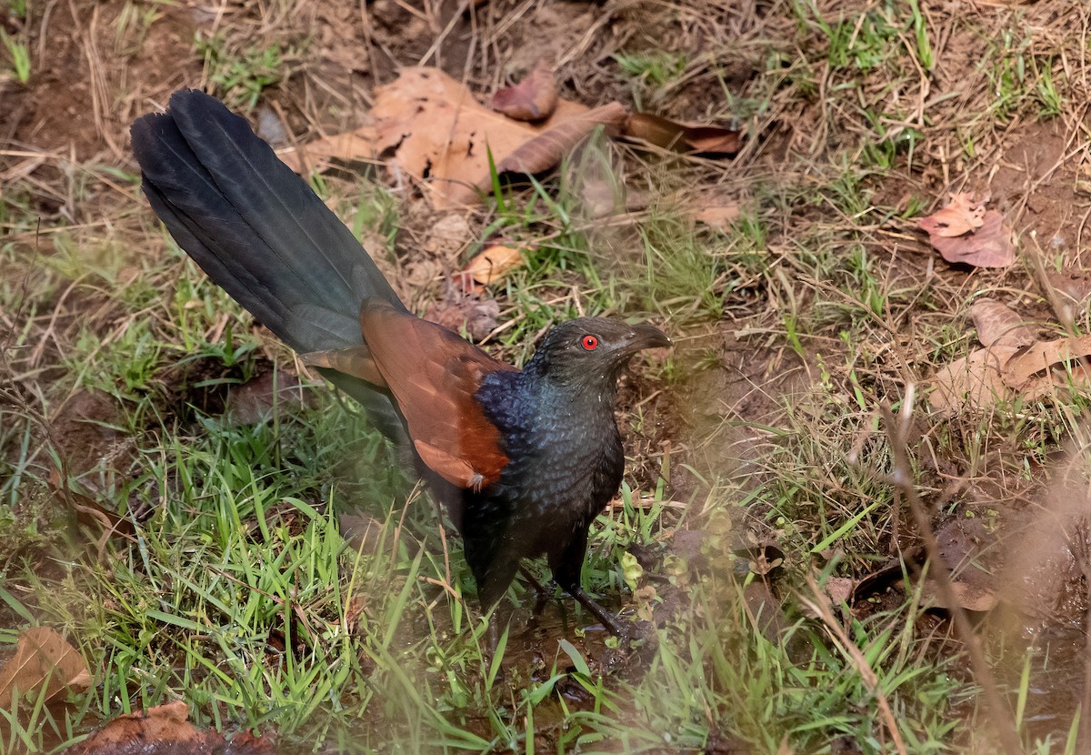 Greater Coucal - ML444103021