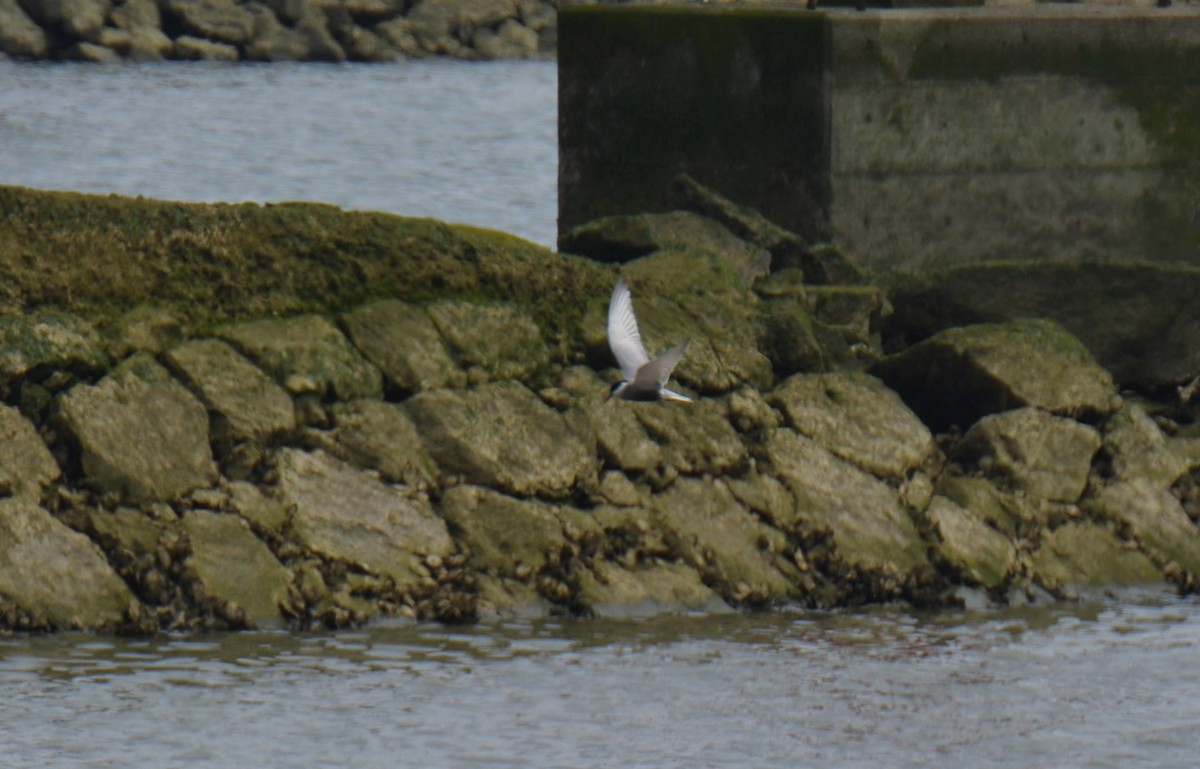 Whiskered Tern - ML444103591