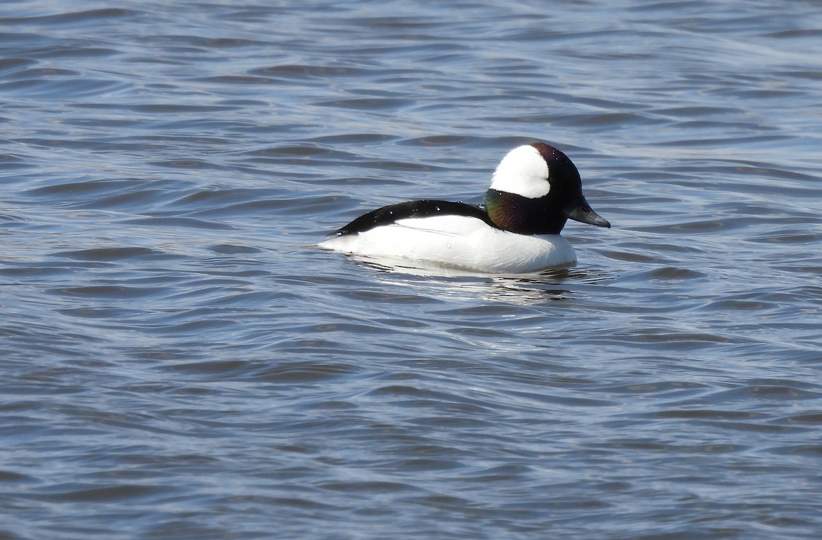 Bufflehead - Marlene Waldron