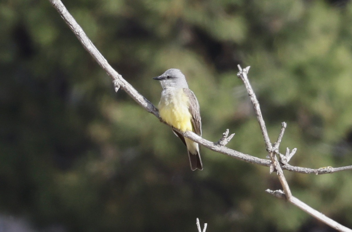 Western Kingbird - ML444104571