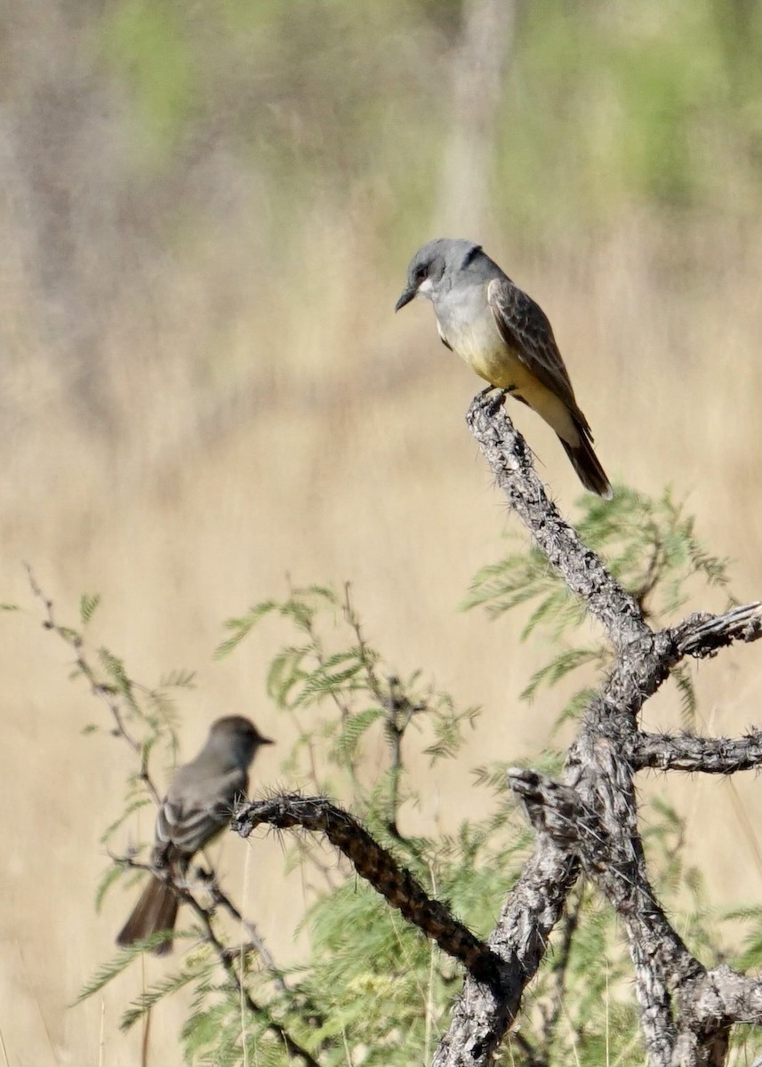 Cassin's Kingbird - ML444104801