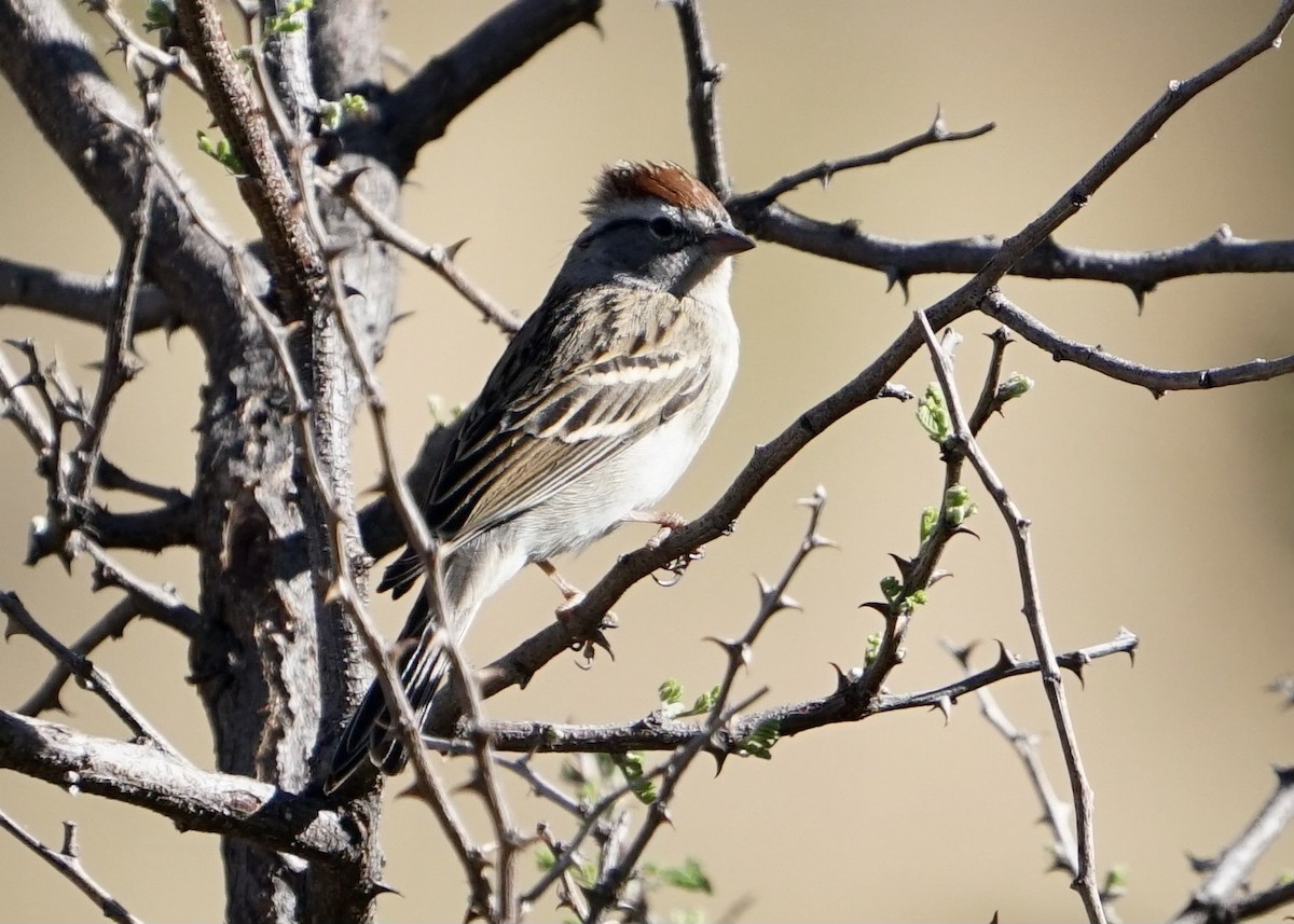 Chipping Sparrow - ML444104911