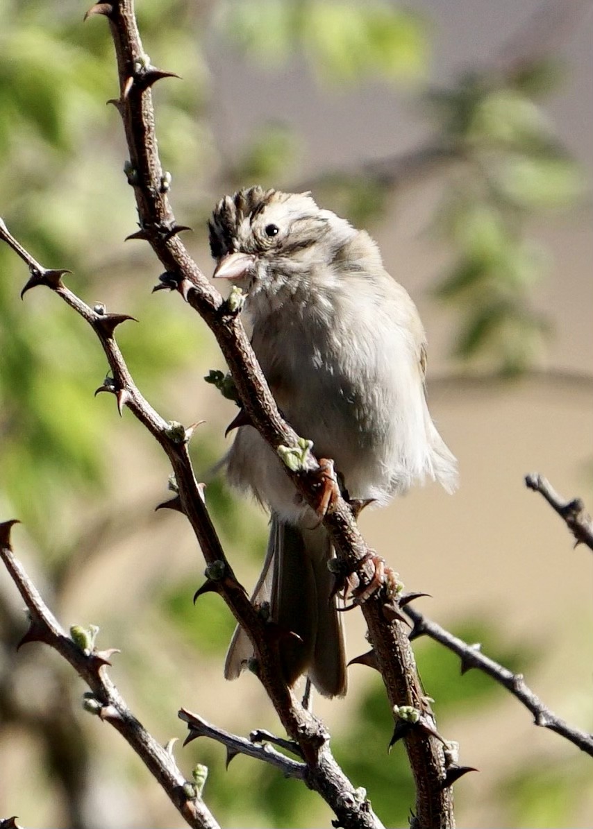 Brewer's Sparrow - ML444104971