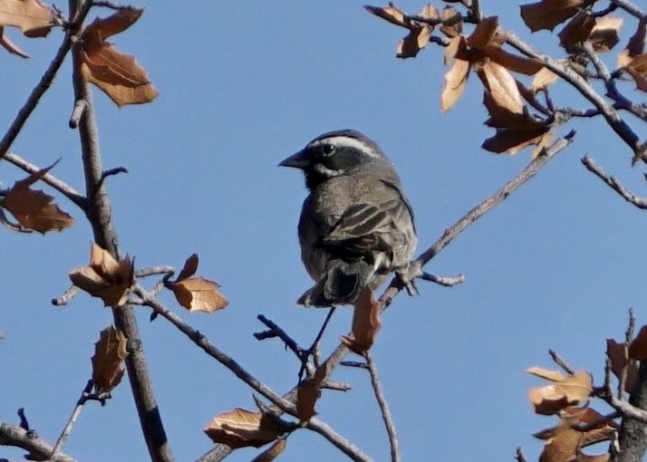 Black-throated Sparrow - ML444105021