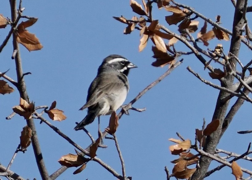 Black-throated Sparrow - ML444105031