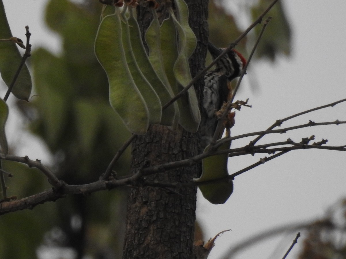White-naped Woodpecker - Kalyani Kapdi