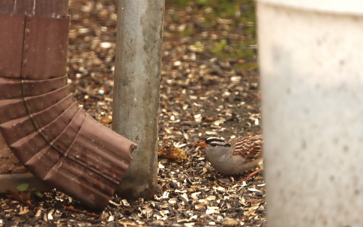 White-crowned Sparrow - ML444106751