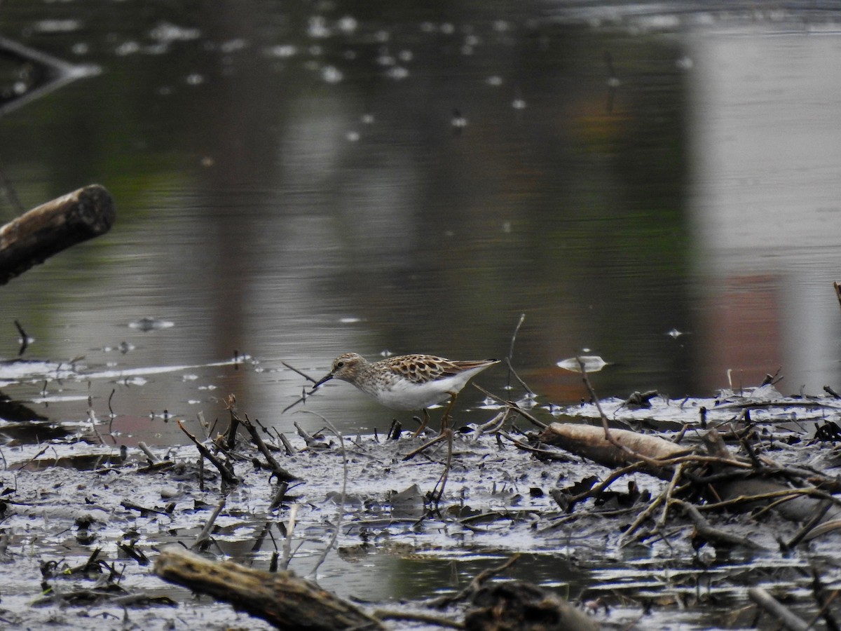 Least Sandpiper - Dede Kotler