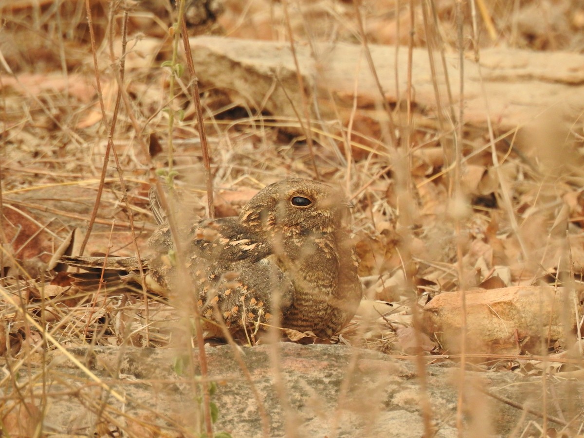 Savanna Nightjar - ML444107511