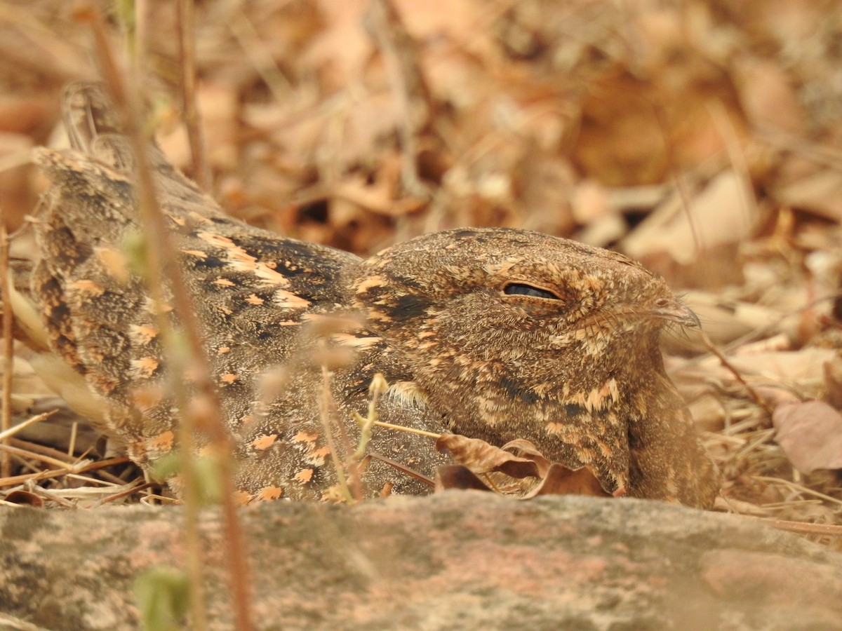 Savanna Nightjar - ML444107531