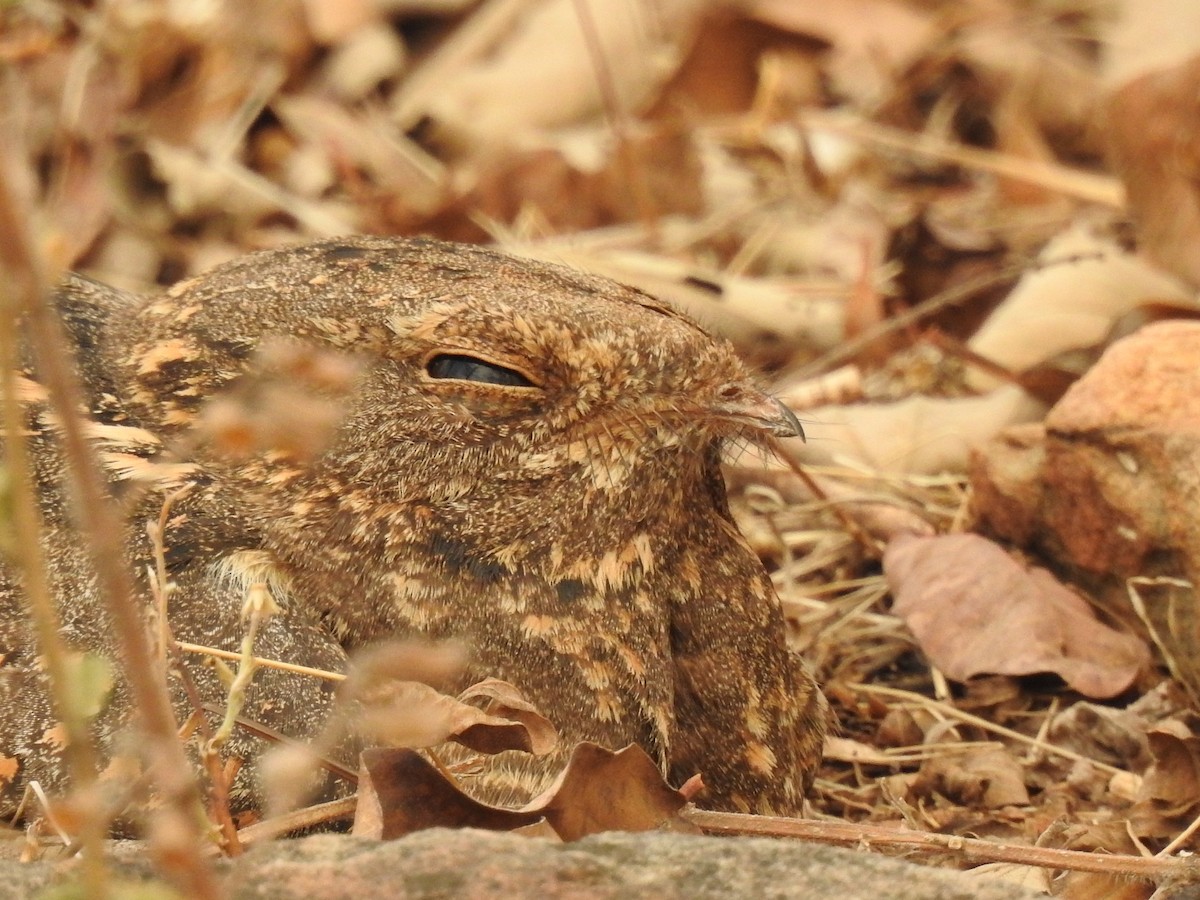 Savanna Nightjar - ML444107541