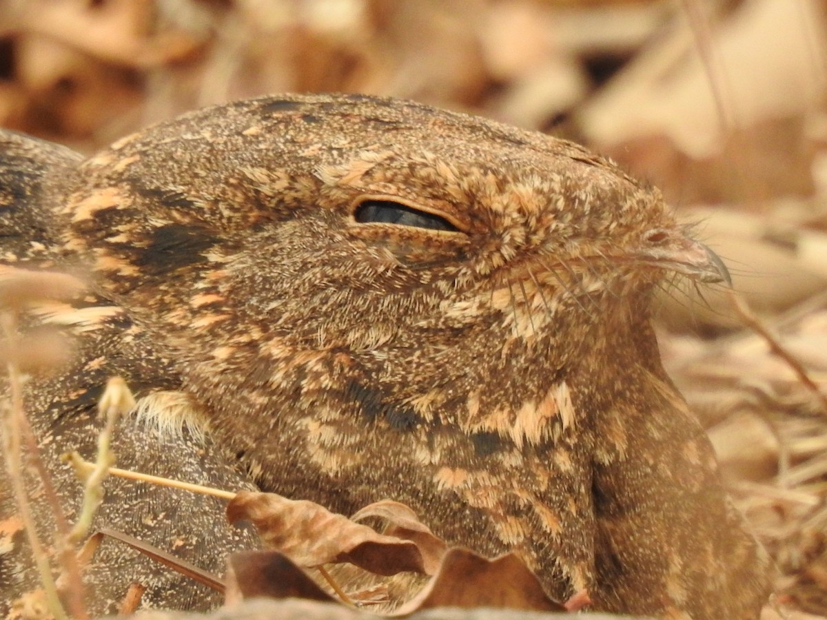 Savanna Nightjar - ML444107551