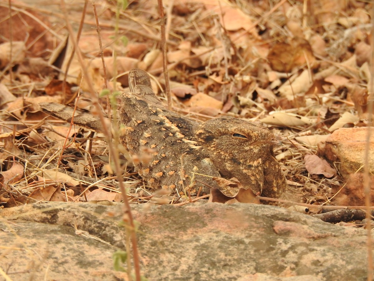 Savanna Nightjar - ML444107651