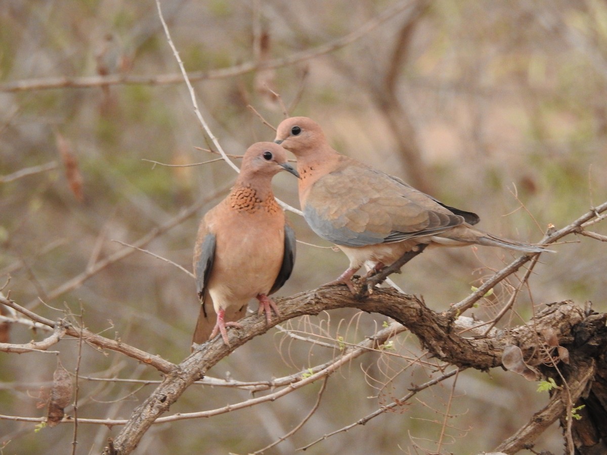 Laughing Dove - Kalyani Kapdi