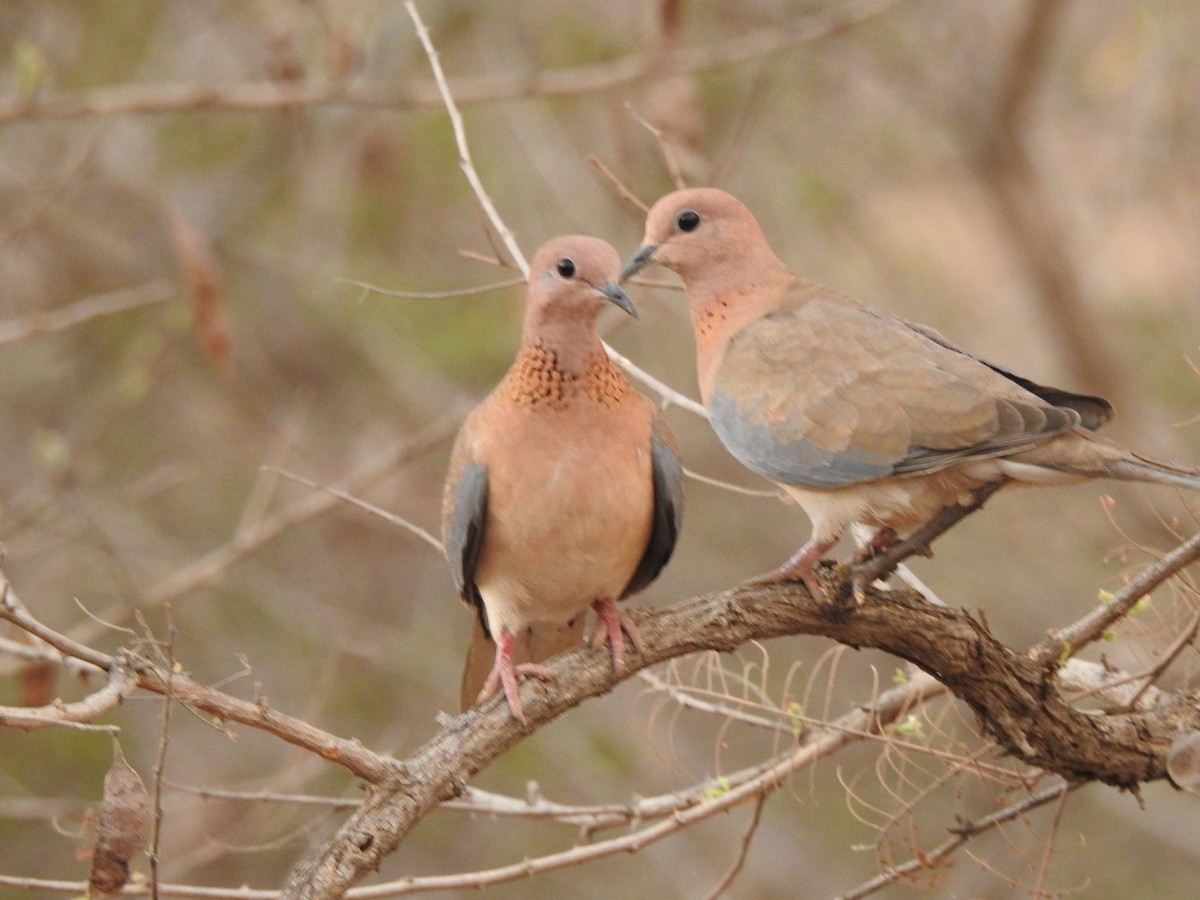 Laughing Dove - Kalyani Kapdi