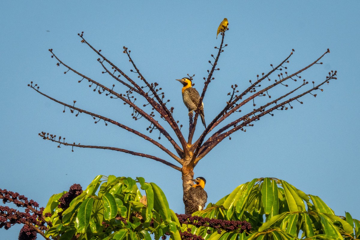 Campo Flicker - Vitor Rolf Laubé