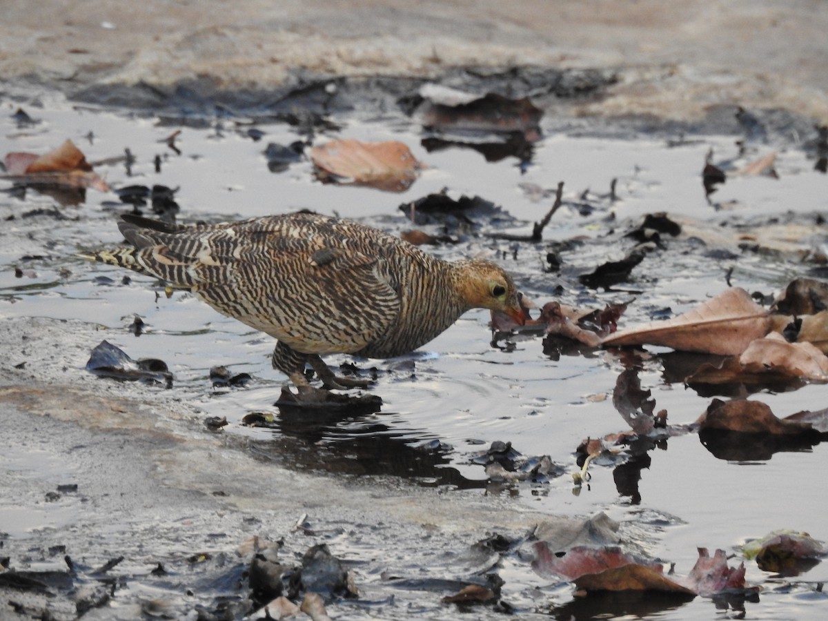 Painted Sandgrouse - ML444108241