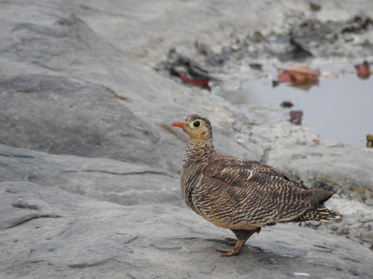 Painted Sandgrouse - ML444108281