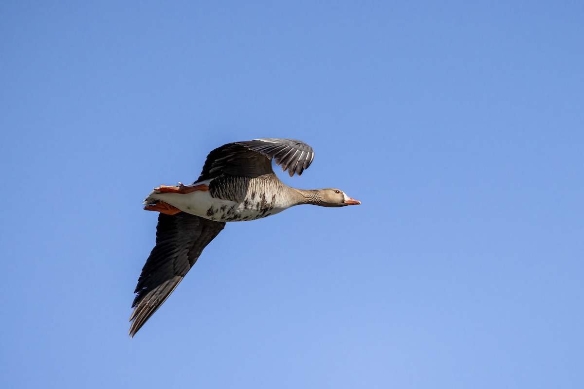 Greater White-fronted Goose - ML444116191