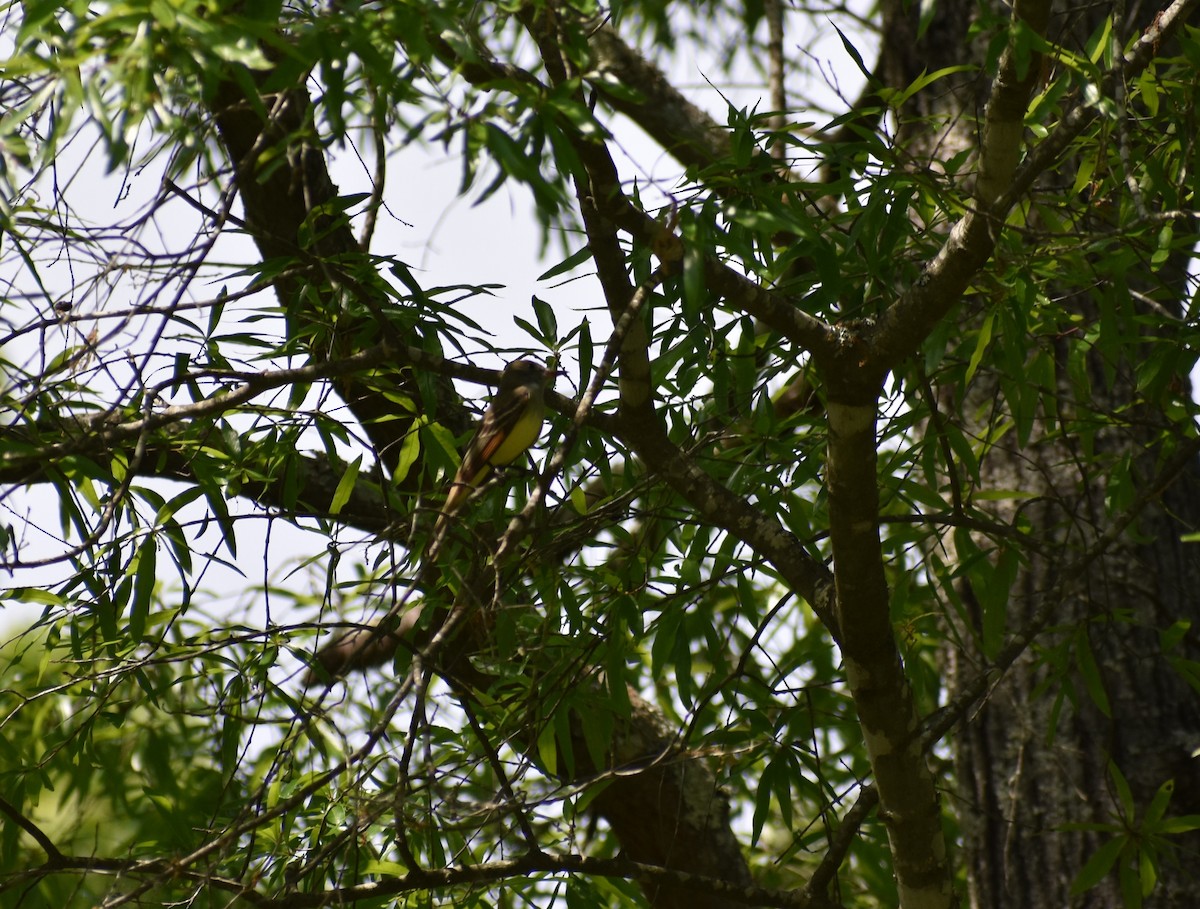 Great Crested Flycatcher - ML444116901