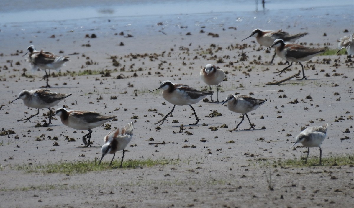 Wilson's Phalarope - ML444116911