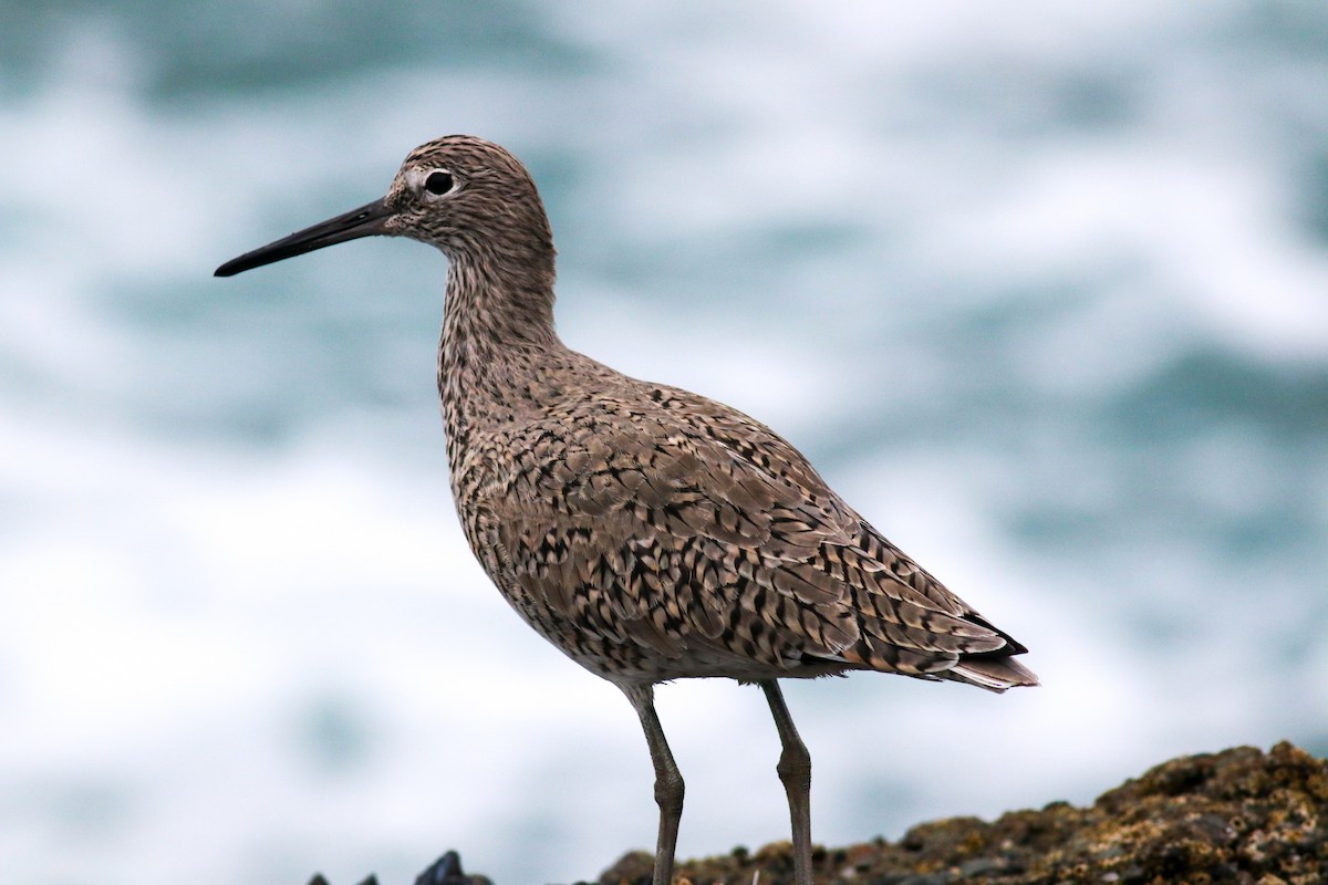 Willet - ML444119281