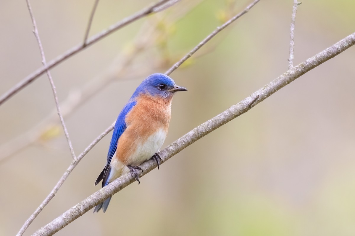 Eastern Bluebird - Alva  Steury