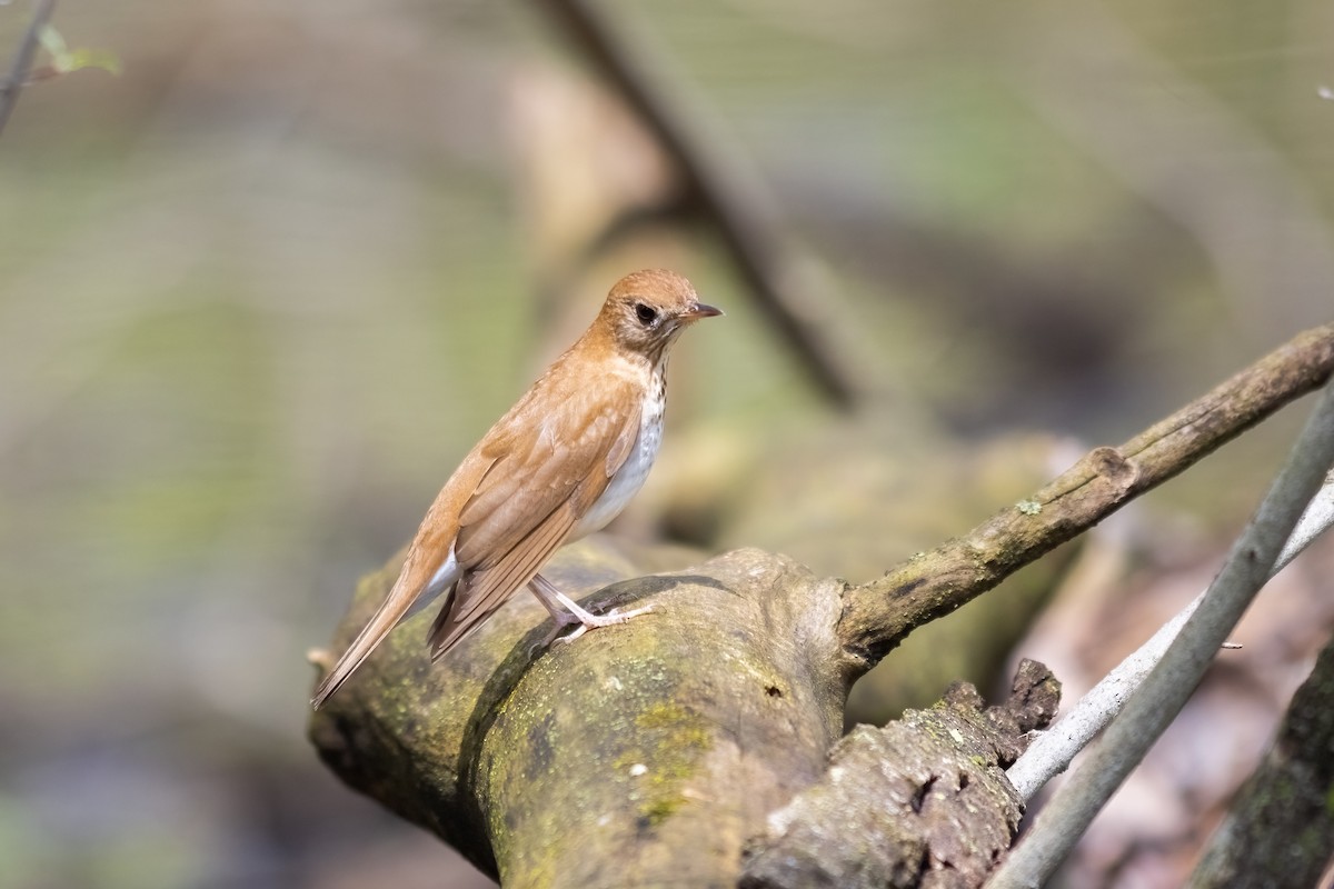 Veery - Alva  Steury