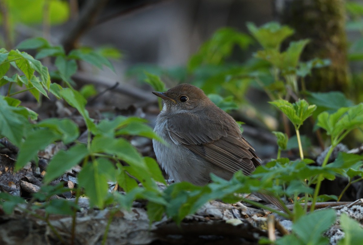 Thrush Nightingale - ML444120651