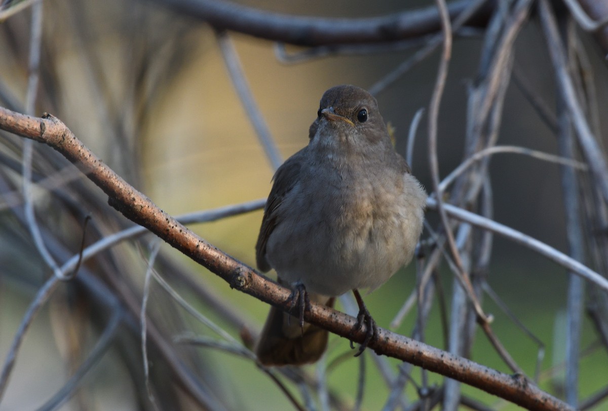 Thrush Nightingale - ML444120661