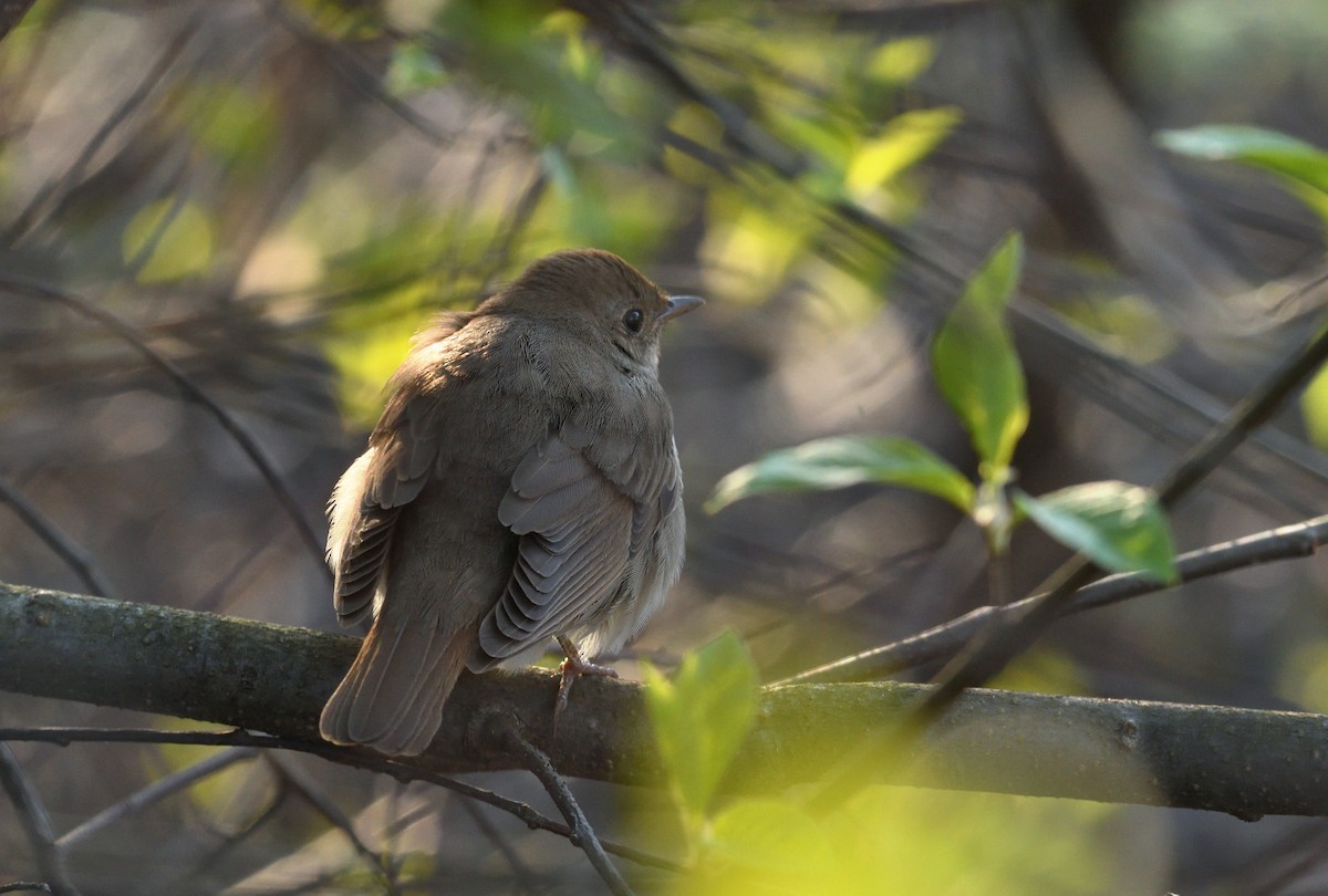 Thrush Nightingale - ML444120671