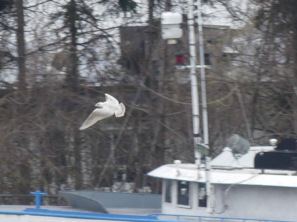 Iceland Gull - ML444123041